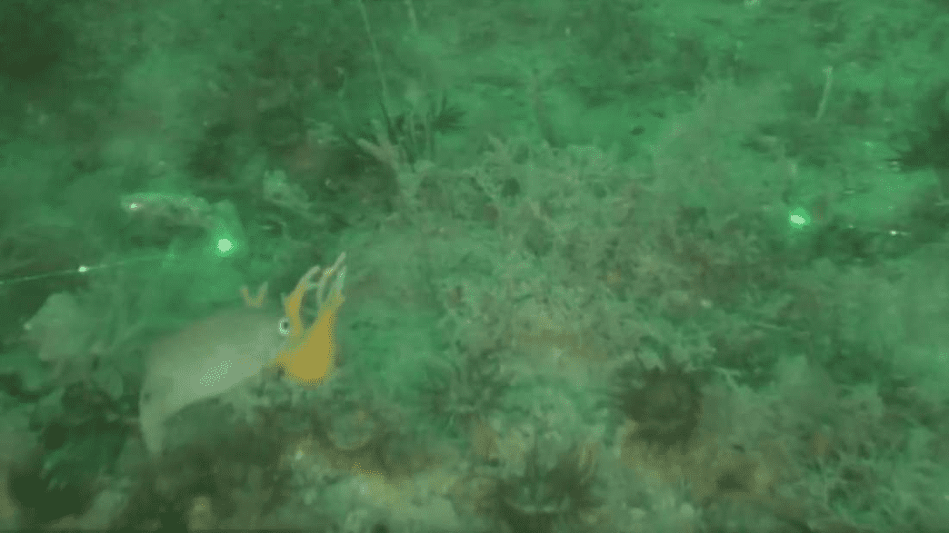 It Isn't Just Your Cat That's Obsessed With Laser Pointers IFLScience