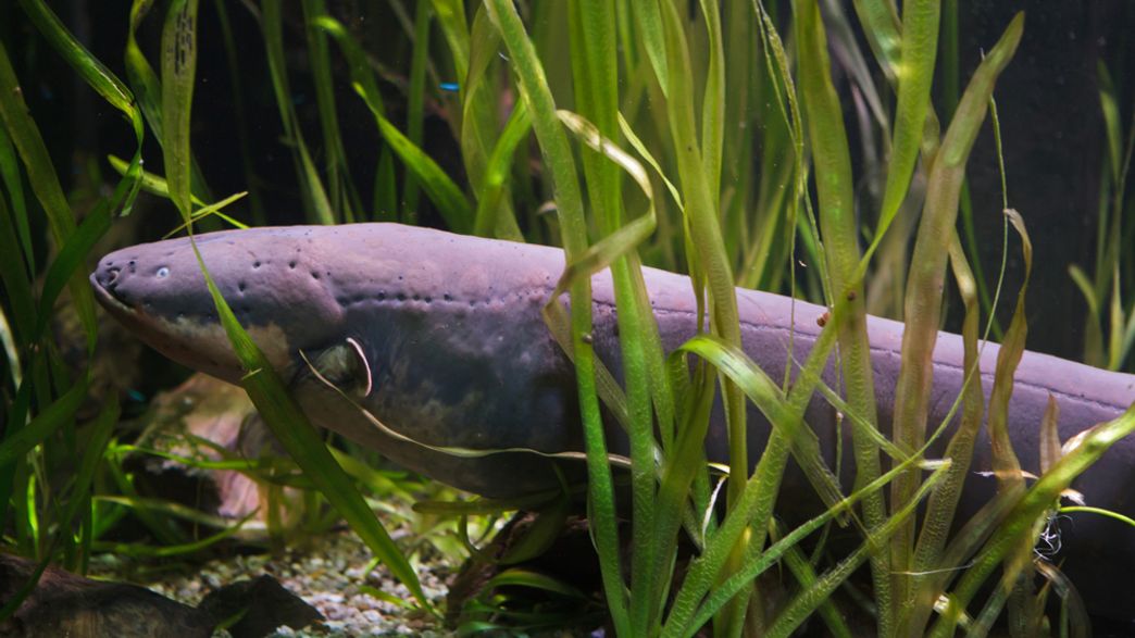 Watch An Electric Eel Generate Enough Power To "Light" A Christmas Tree
