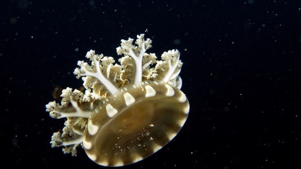 FreezeDried Jellyfish Could Be Used To Help Repair Skin IFLScience