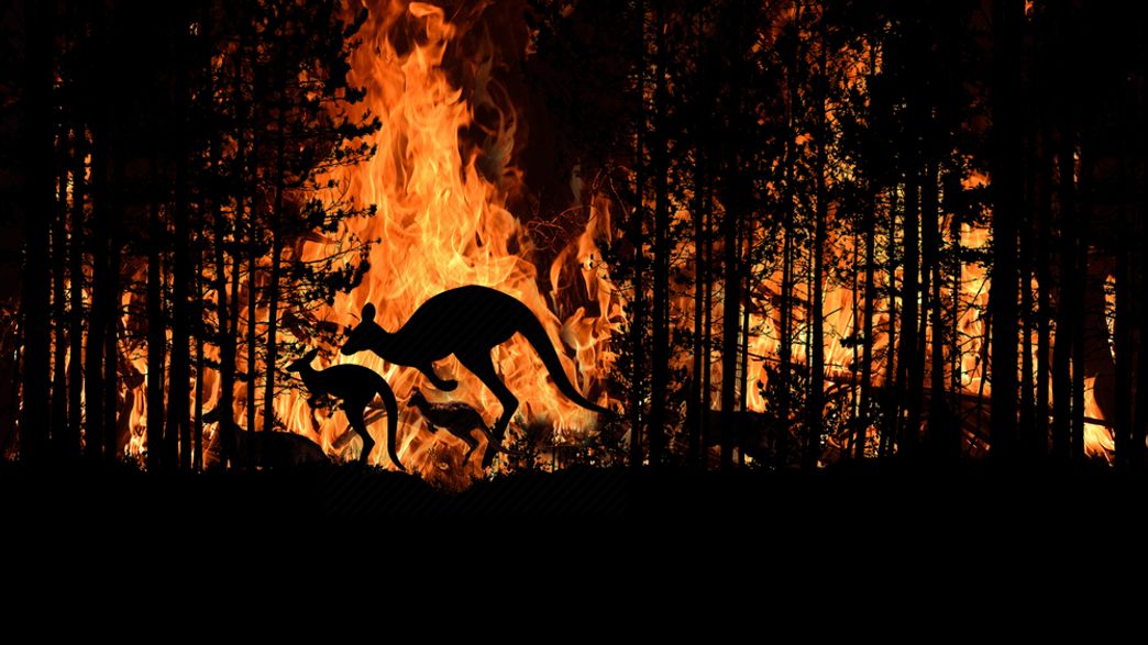 Animals Can Influenece Fires As Either Firefighters Or Inadvertent ...