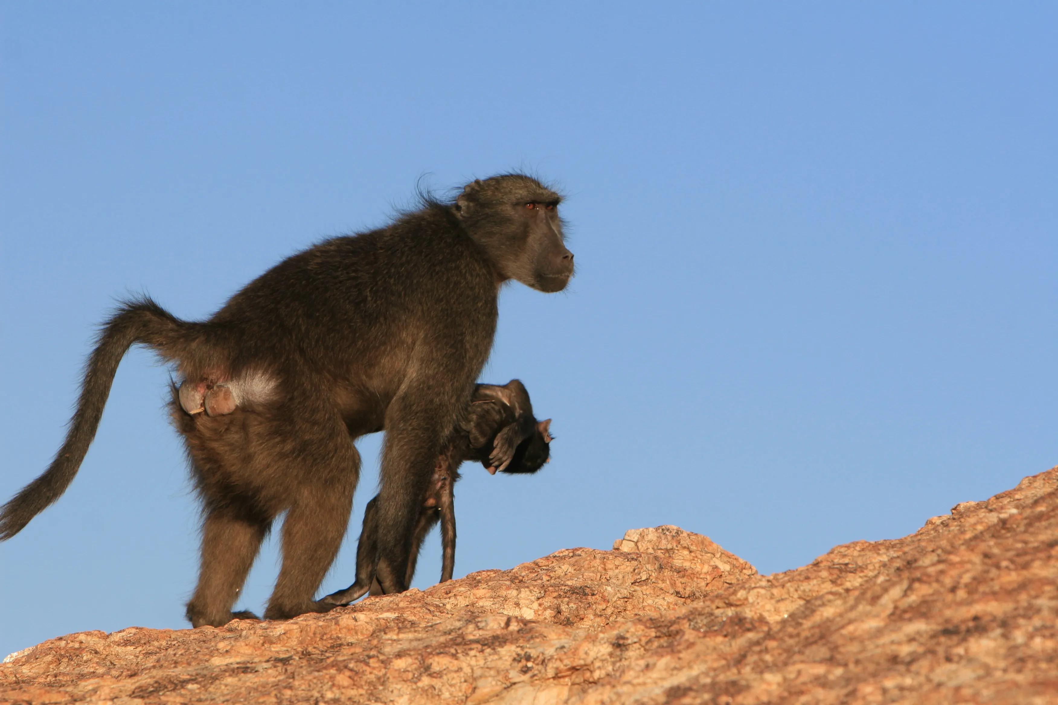 Grieving Baboon Mothers Carry Their Dead Infants For More Than A Week To Cope With Loss | IFLScience