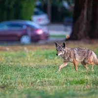 Do Coyotes Eat Cats: Shocking Truth Every Pet Owner Must Know