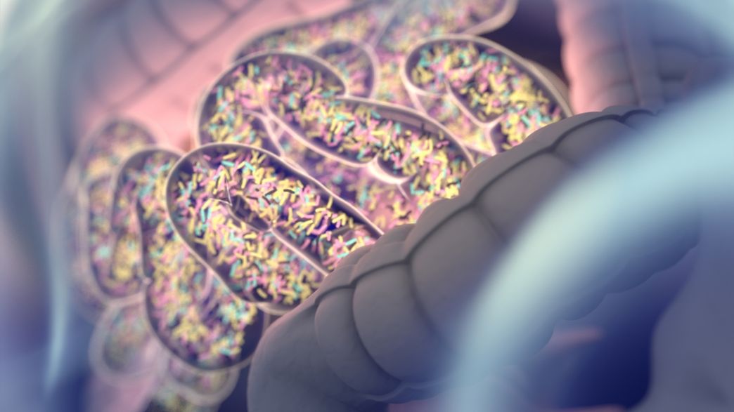 Poop Transplants And Antibiotics Could Spark LongLasting "Profound