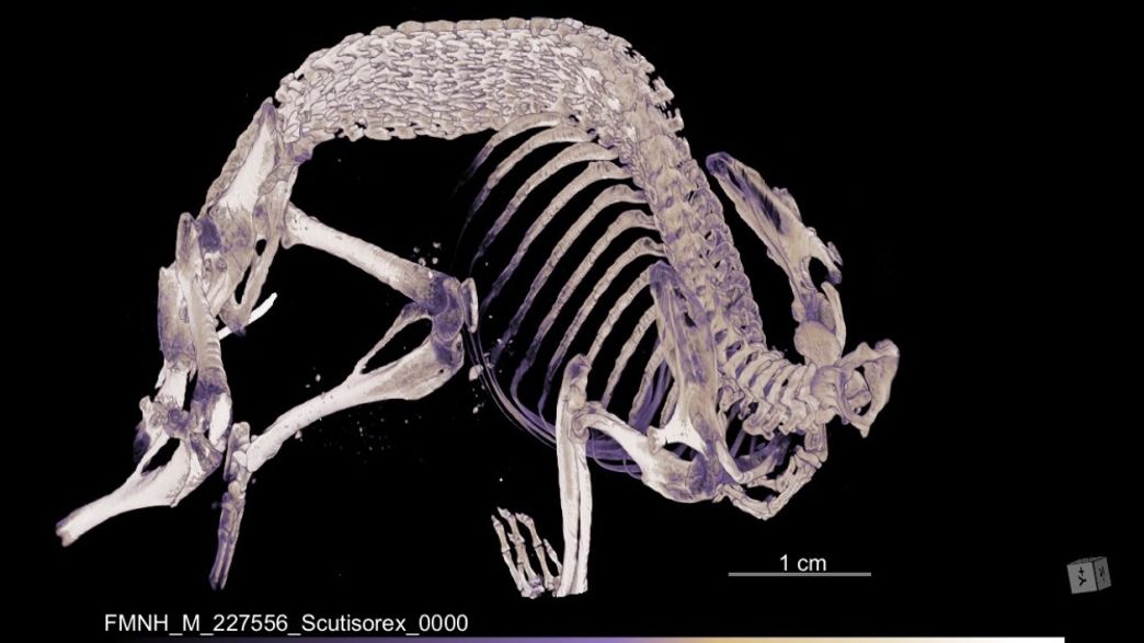 Hero Shrew's Bizarre Interlocking Spine Enables It To Withstand Immense