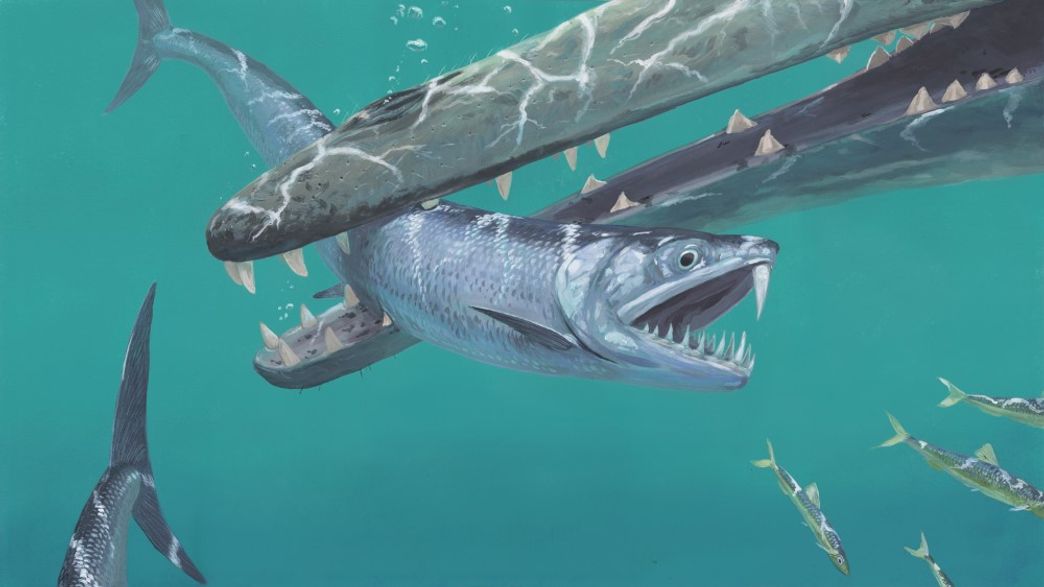 Fossil Findings Paint A Picture Of Anchovies' Extinct SaberToothed