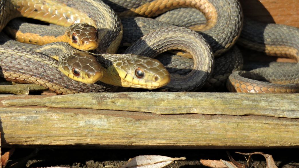 It Appears That Snakes Form Friendships Too IFLScience