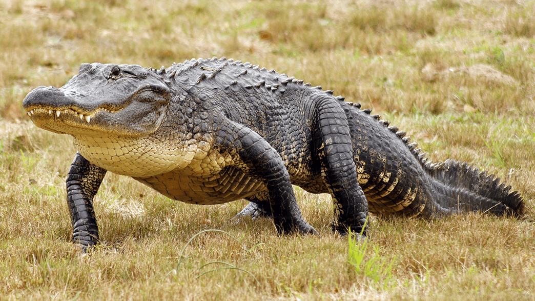 Legendary Alligator Saturn – Rumored To Be Hitler's Pet – Dies In