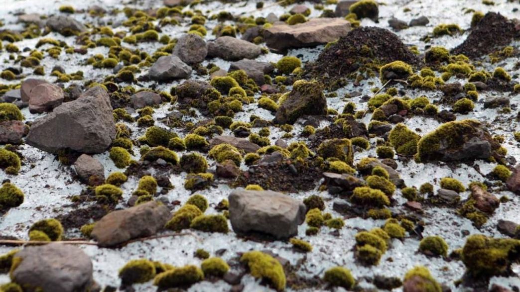We Finally Know How "Glacier Mice" Moss Balls Move In Herd Formation
