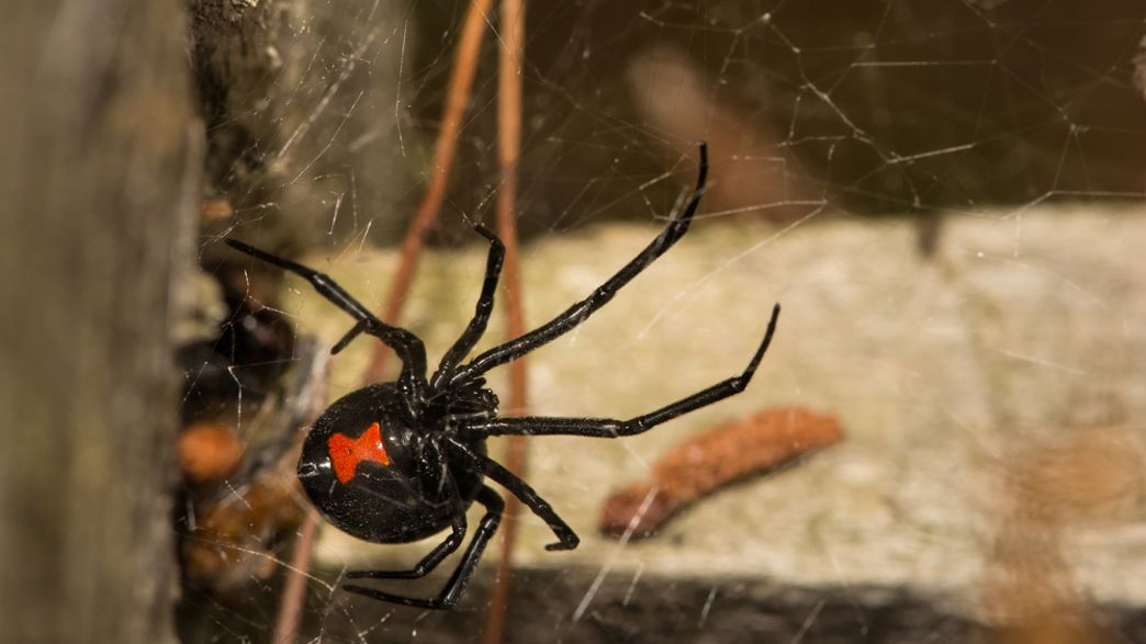 A Black Widow Delivered Some Harsh Truths To A Trio Of Aspiring Spider Men