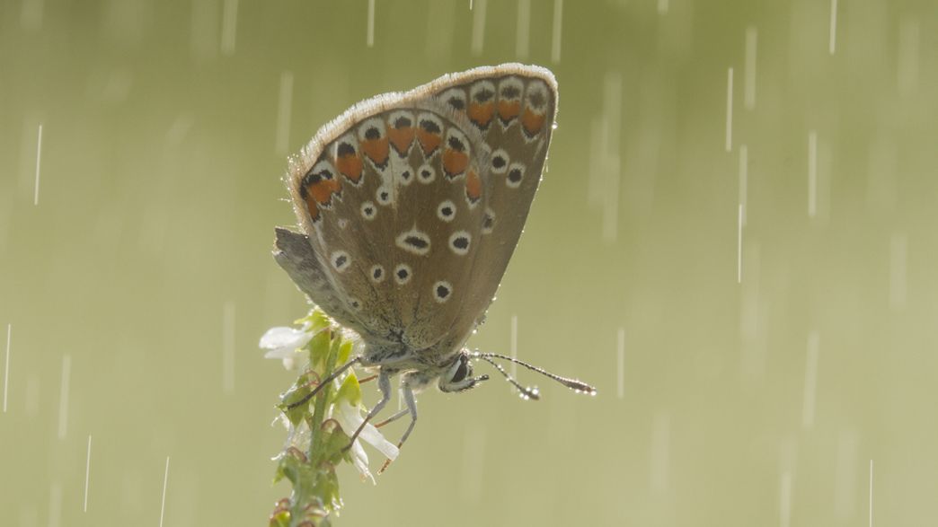 How Armor On Insects’ Wings Protect Them Against Heavy Rain | IFLScience