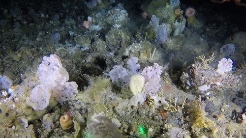 Coral garden habitat with a high diversity of animals including sponges, anemones and feather stars at 550m below the surface. ZSL/GINR