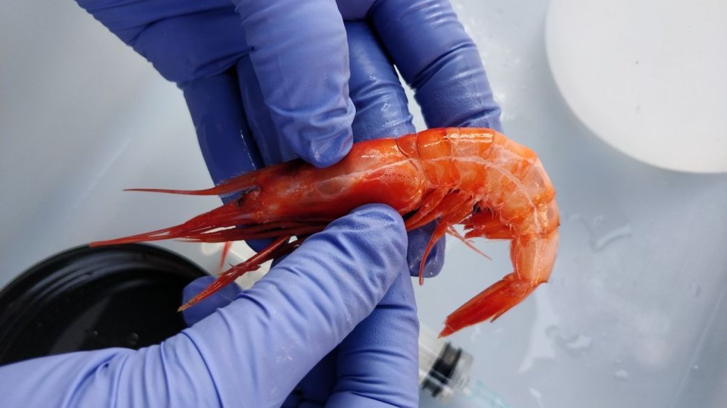 Study Finds Large Balls Of Microplastics In Shrimps' Stomachs But It