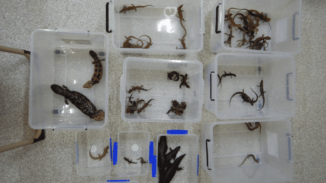 Rice Cookers Intercepted At An Australian Mail Gateway Reveal $1 ...