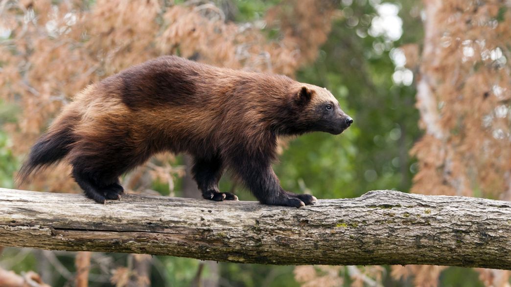 First Sighting Of Wolverines In Mount Rainier National Park In 100
