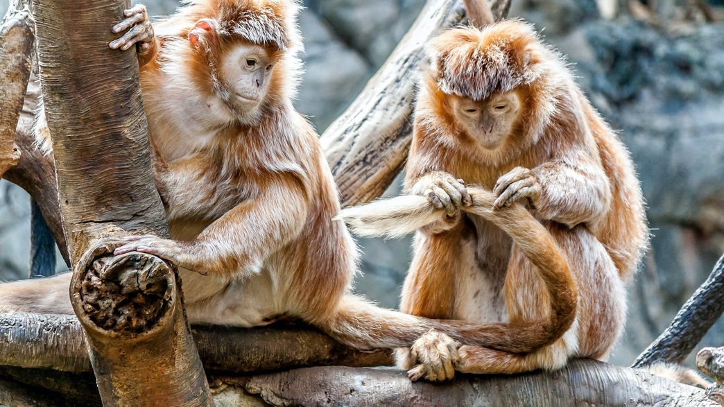 Primates Are Facing An Impending Extinction Crisis But We Know Very