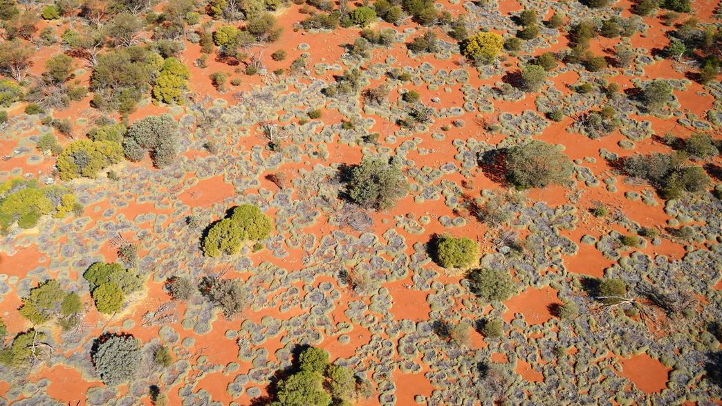 Curious Desert Fairy Circles Finally Explained By Alan Turing's 66YearOld Theory IFLScience