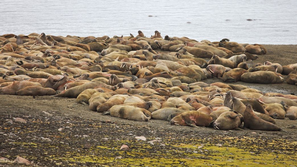 3,000-Strong Walrus Haulout Found In Russia's Yamal Peninsula | IFLScience