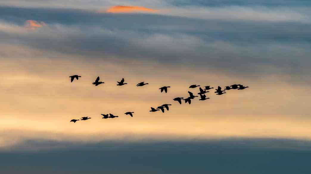 How Do Geese Know How To Fly South For The Winter? IFLScience