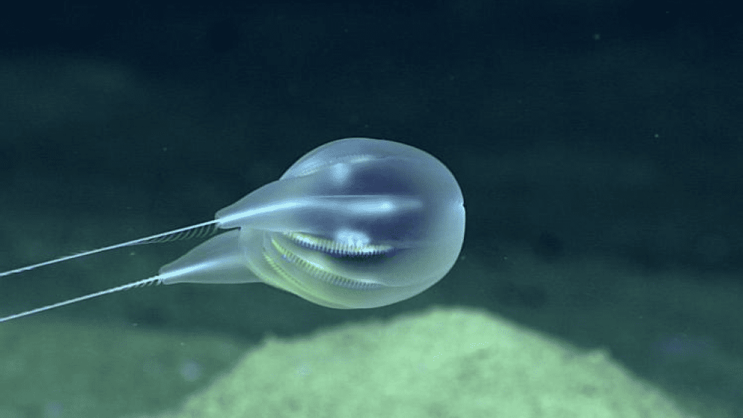 Bizarre New DeepSea Comb Jelly Found Off Puerto Rico IFLScience
