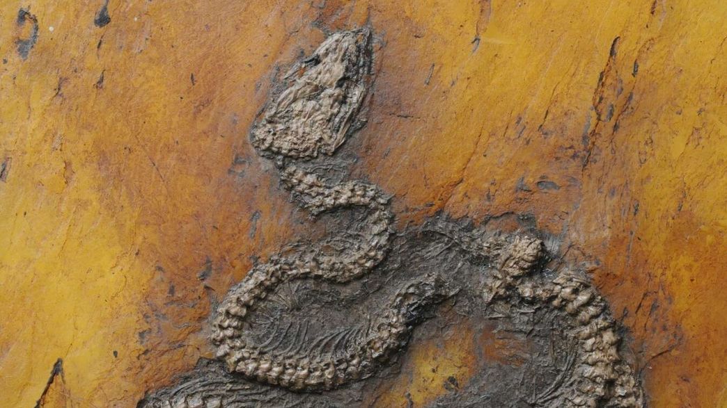 World's Oldest Python Fossil Discovered In Europe | IFLScience