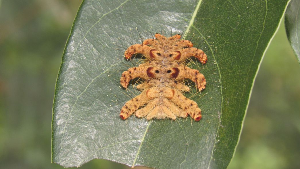 Tarantula Or Caterpillar? The Incredible Camouflage Of The Monkey Slug