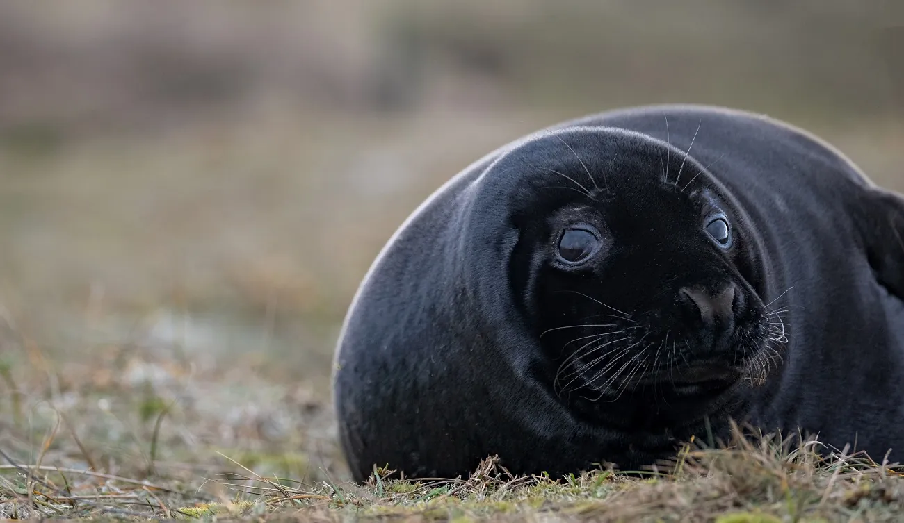 Baby Seal Black Exterior Baby Seal Black Exterior