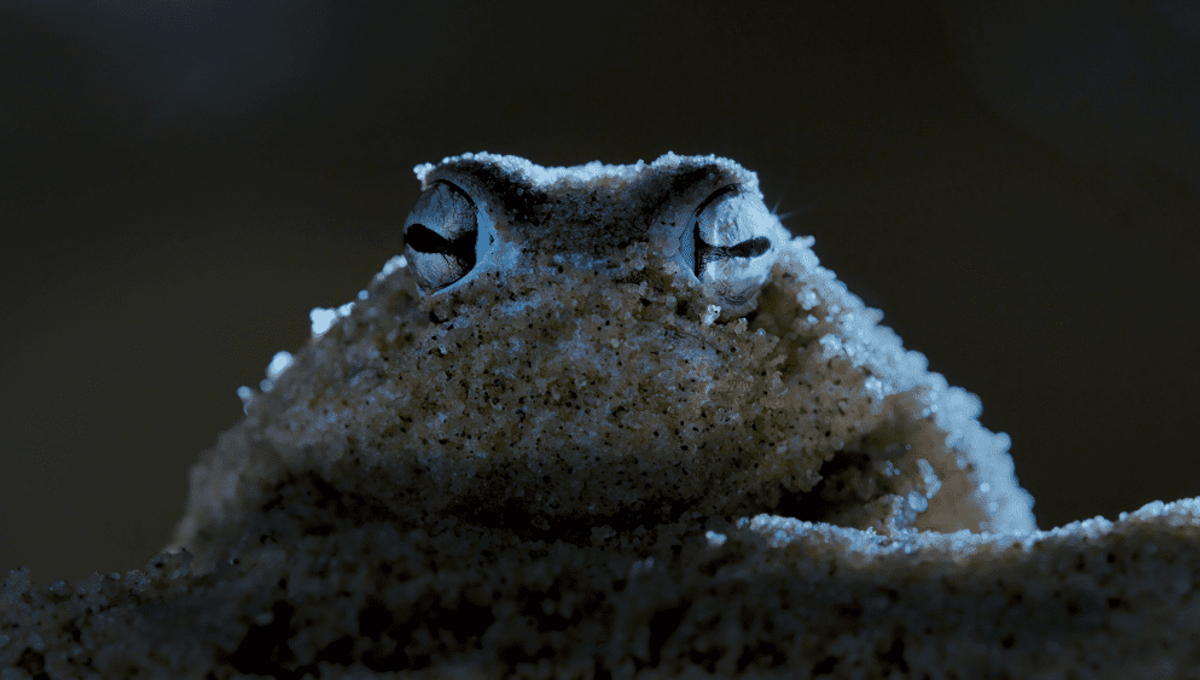 Hardy Marshmallow Frog Struggles To Catch Bugs Walking On Its Face
