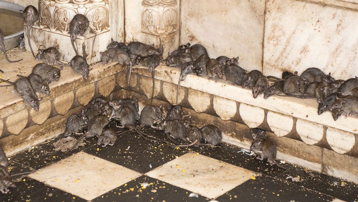 The Great Rat Massacre Of 1902 (And How It Backfired Spectacularly) Has Eerie Parallels With