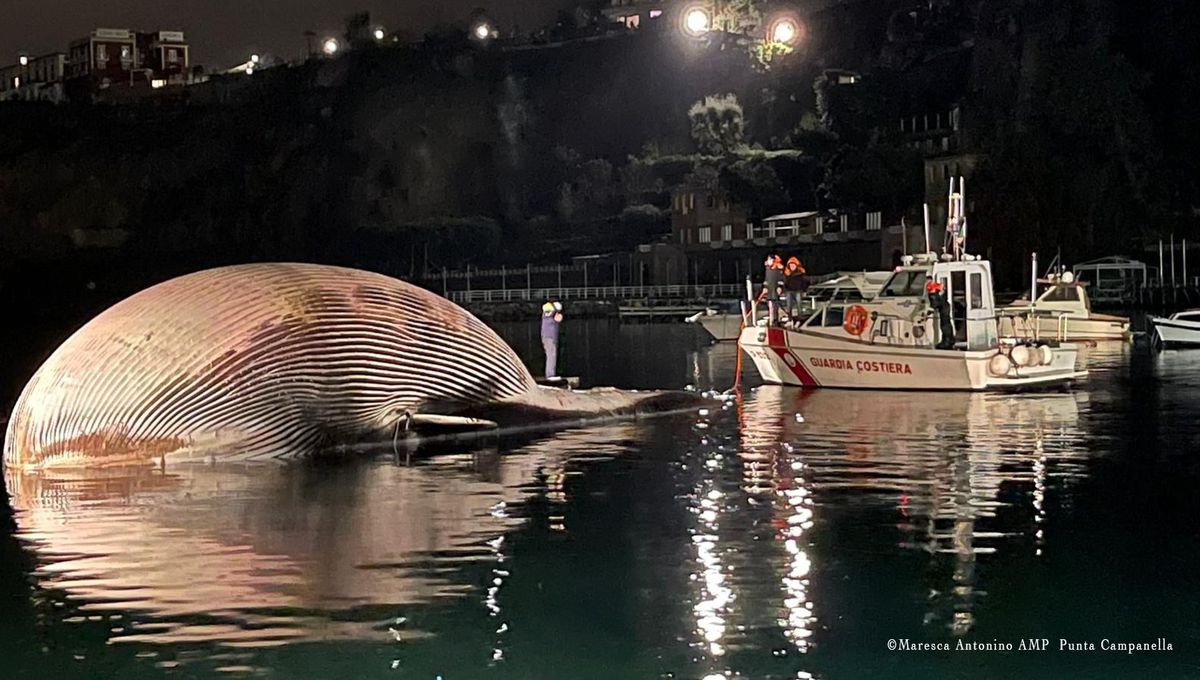イタリアの港 One Of The Largest Whale Carcasses Ever Found In The Mediterranean