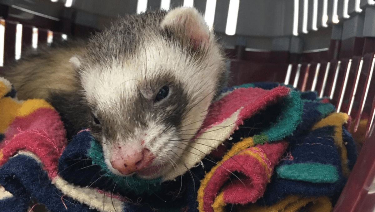 Ferret Machine Miracle Recovery For Pet Ferret Who Snuck Into 100-Minute Washing ...
