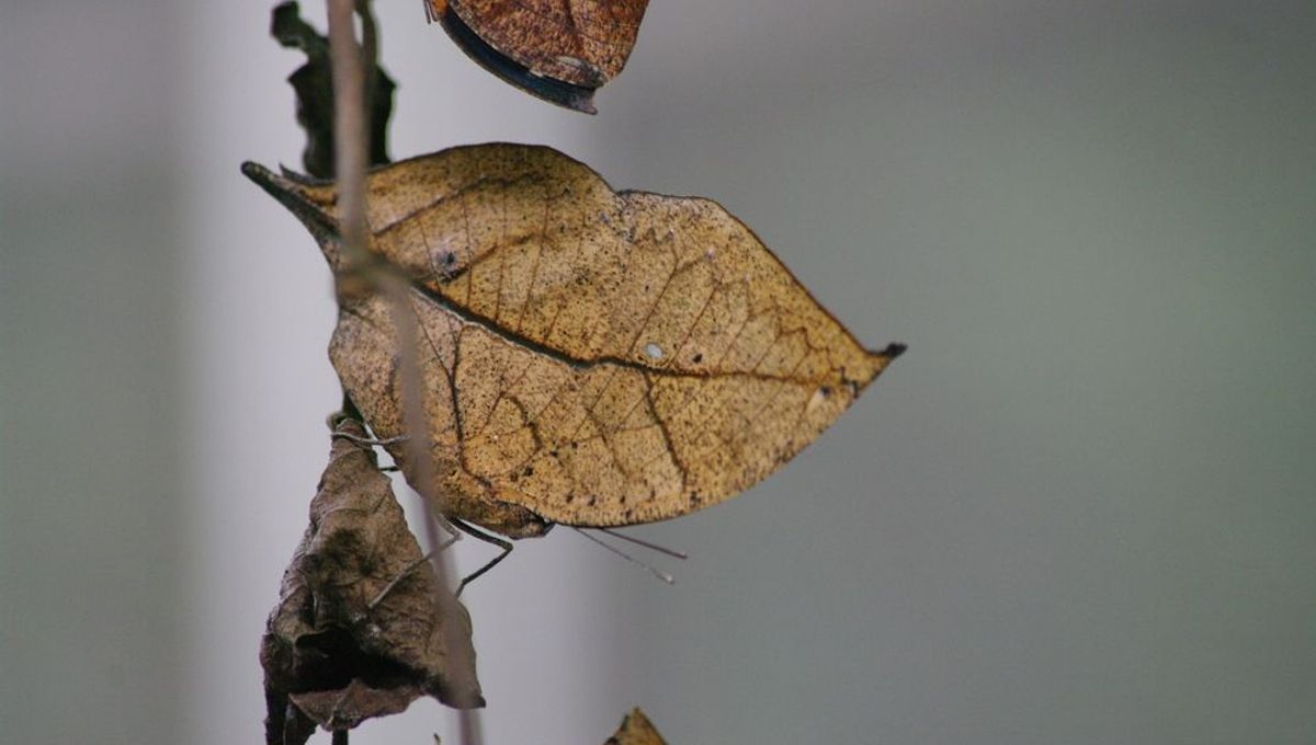 This Dried Up Bit Of Foliage Is Actually Alive, Meet The Dead Leaf