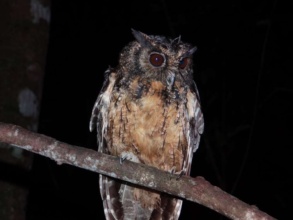 screech owl species