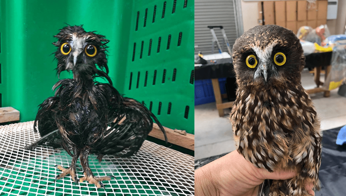 This Morepork Owl's Bath Transformation Is A Meme Waiting To Happen