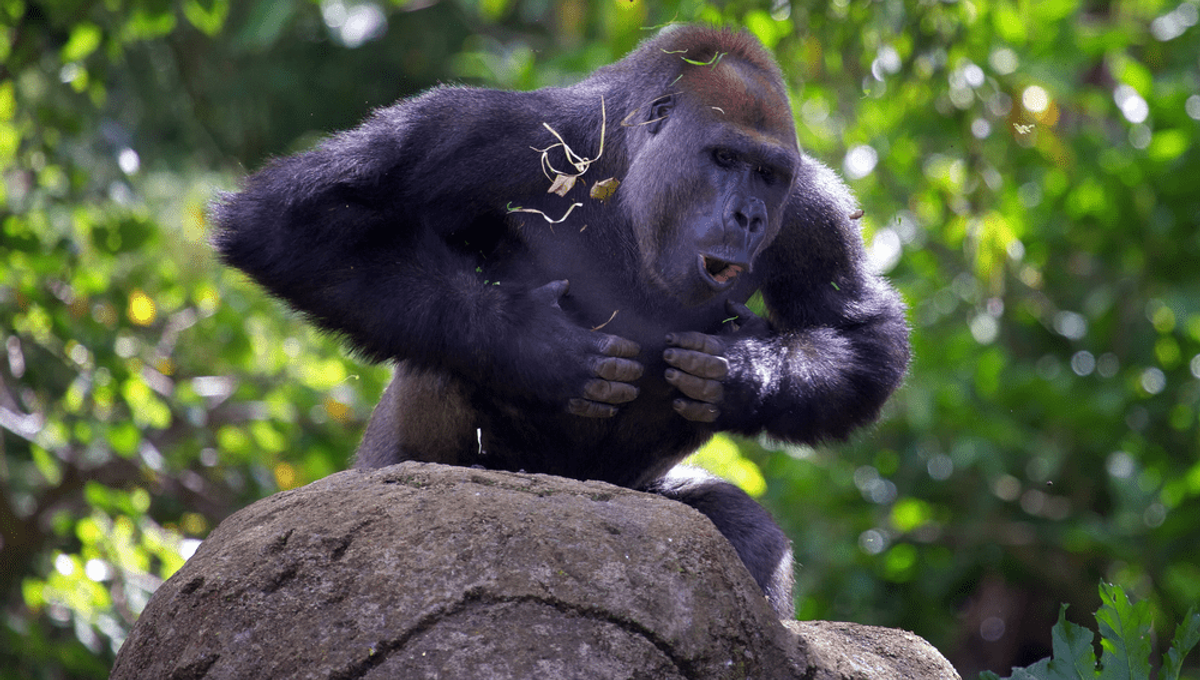 Chest Beating Gorillas Aren't Just ShowOffs, They're Accurately