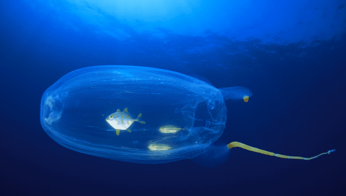 Fish Inside Salps How Living Jelly Tubes Protect Juveniles At Sea