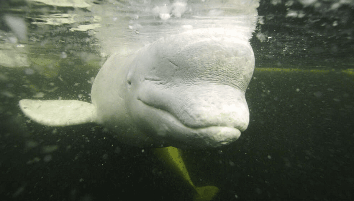 We Regret To Inform You The Footage Of A Beluga Playing 