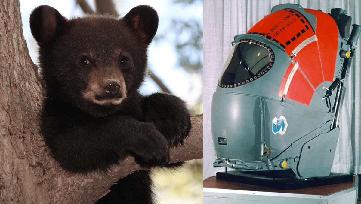 The US Airforce Used To Use Live Bears To Test Ejector Seats On