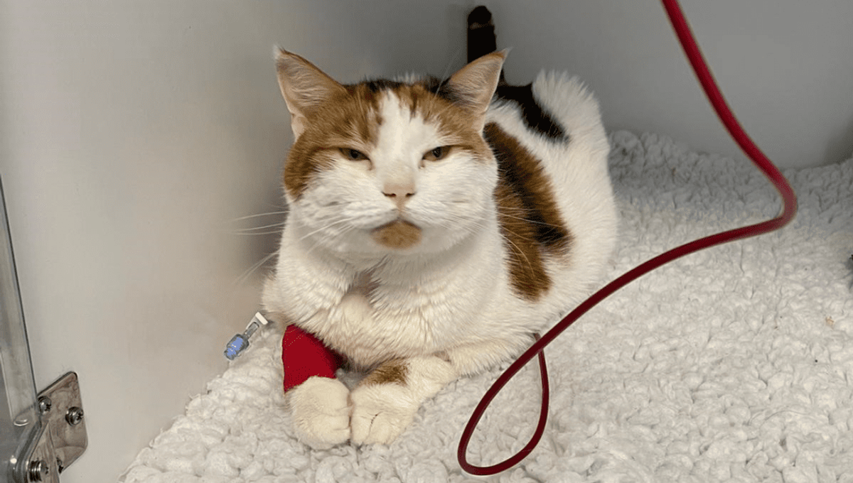 Transfusion sanguine féline comment savoir si votre animal est apte