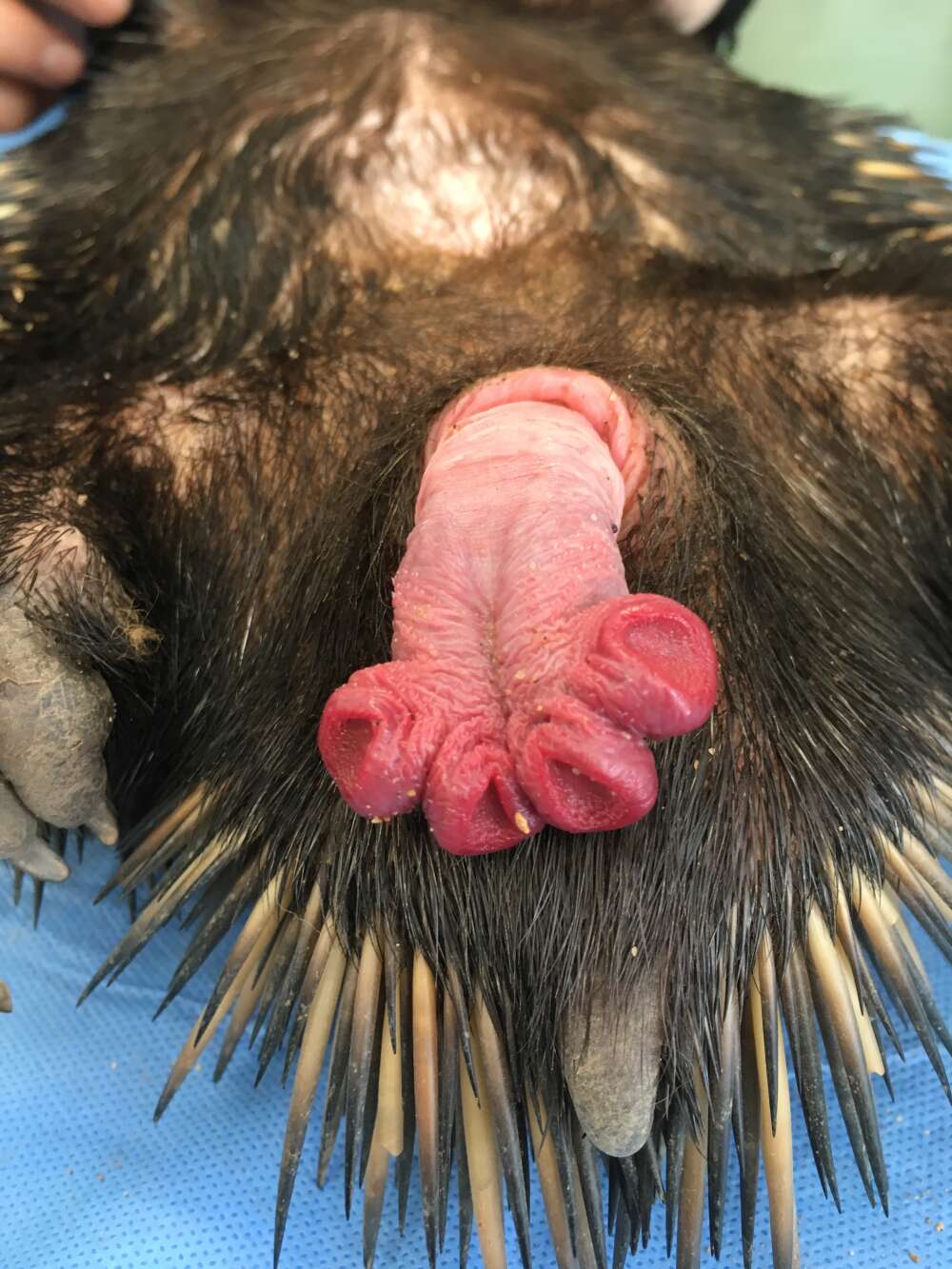 Hedgehog dick