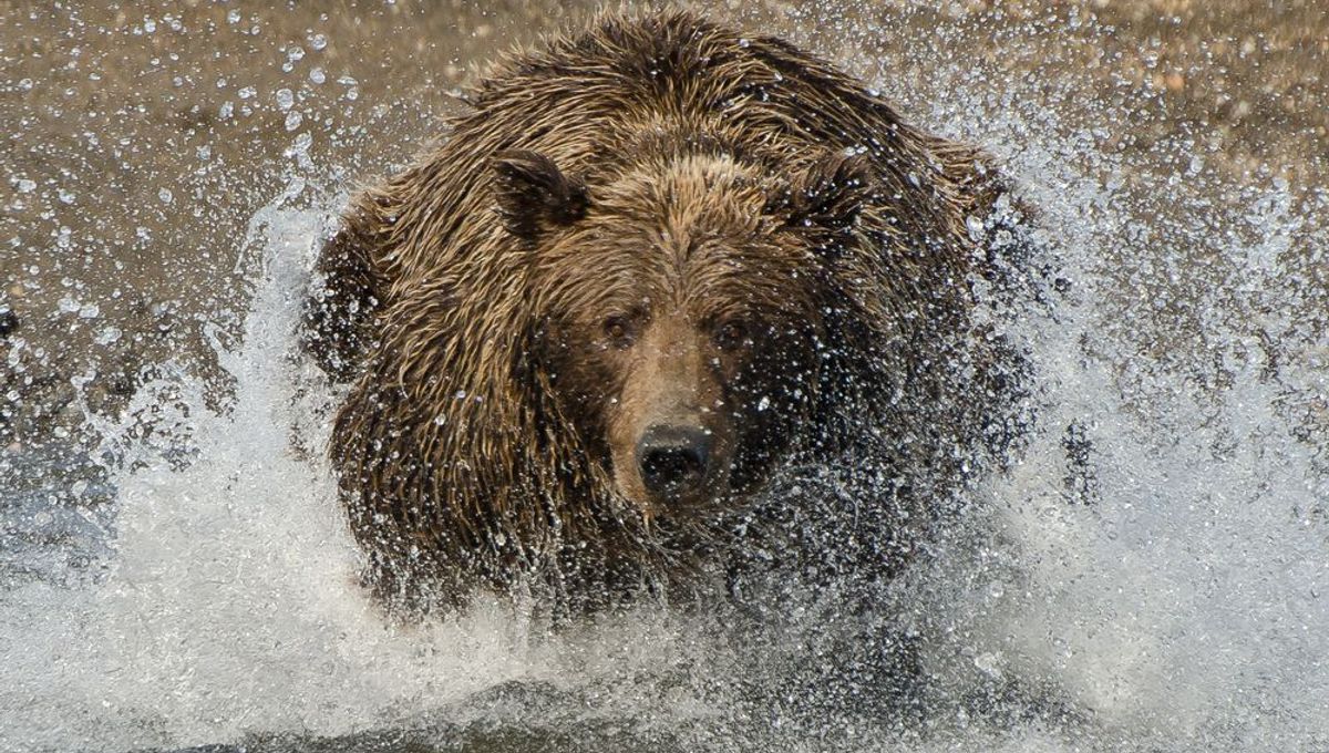 Bear Charges Tourist At Yellowstone National Park As Onlookers Film ...