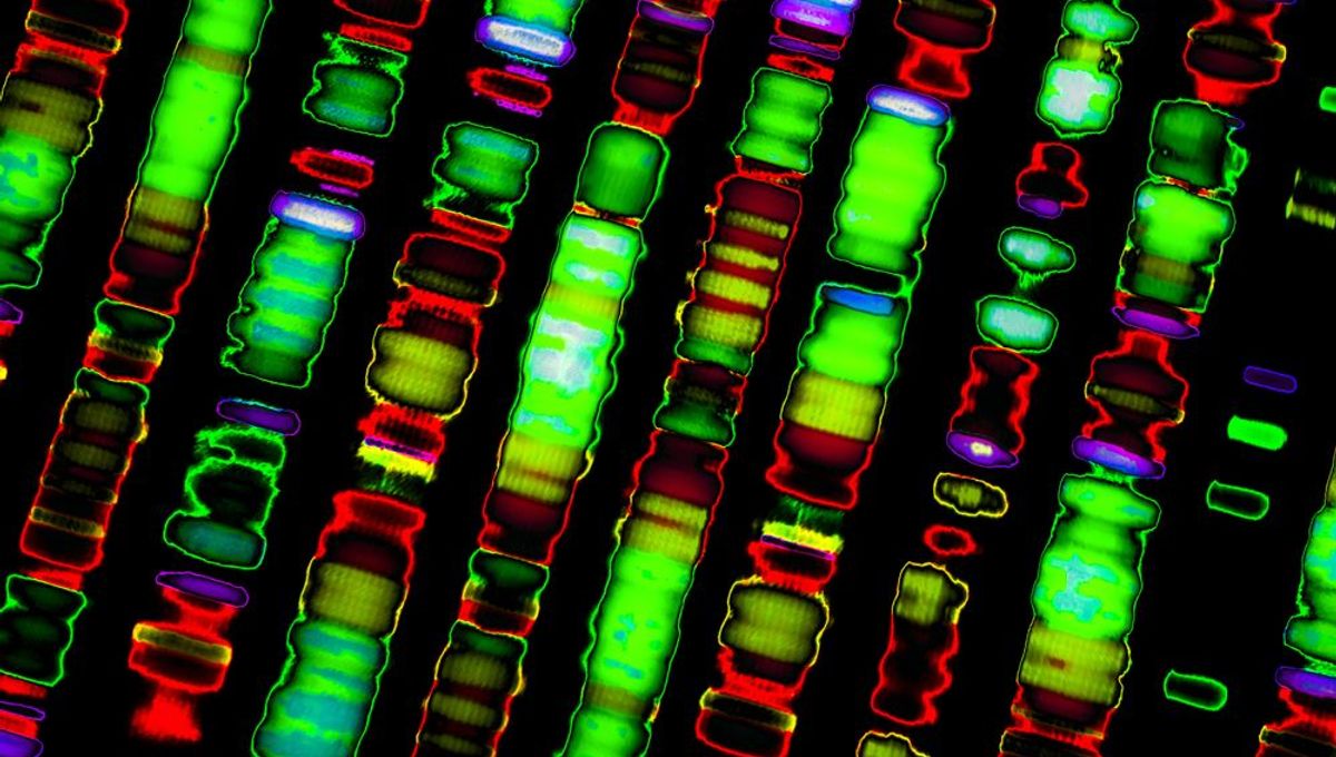 Entire Human Genome Has Been Sequenced For The First Time In History