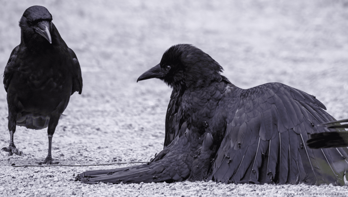 Crow Photographed Covered In Ants Is Fine, Just Showing Rare "Anting" Behavior IFLScience