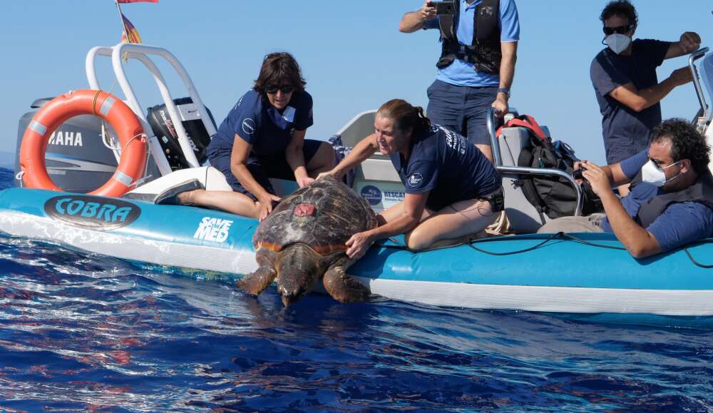 world sea turtle day