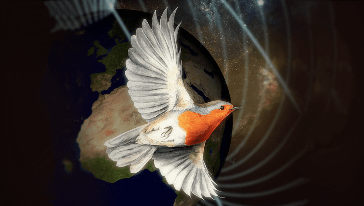 Birds' Sensor For Navigation Might Rely On Quantum Mechanics