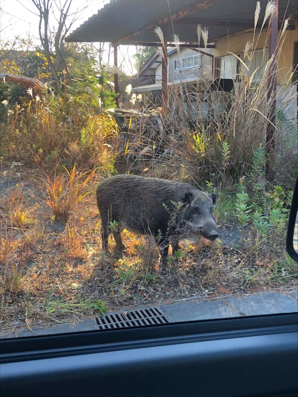 Boar.