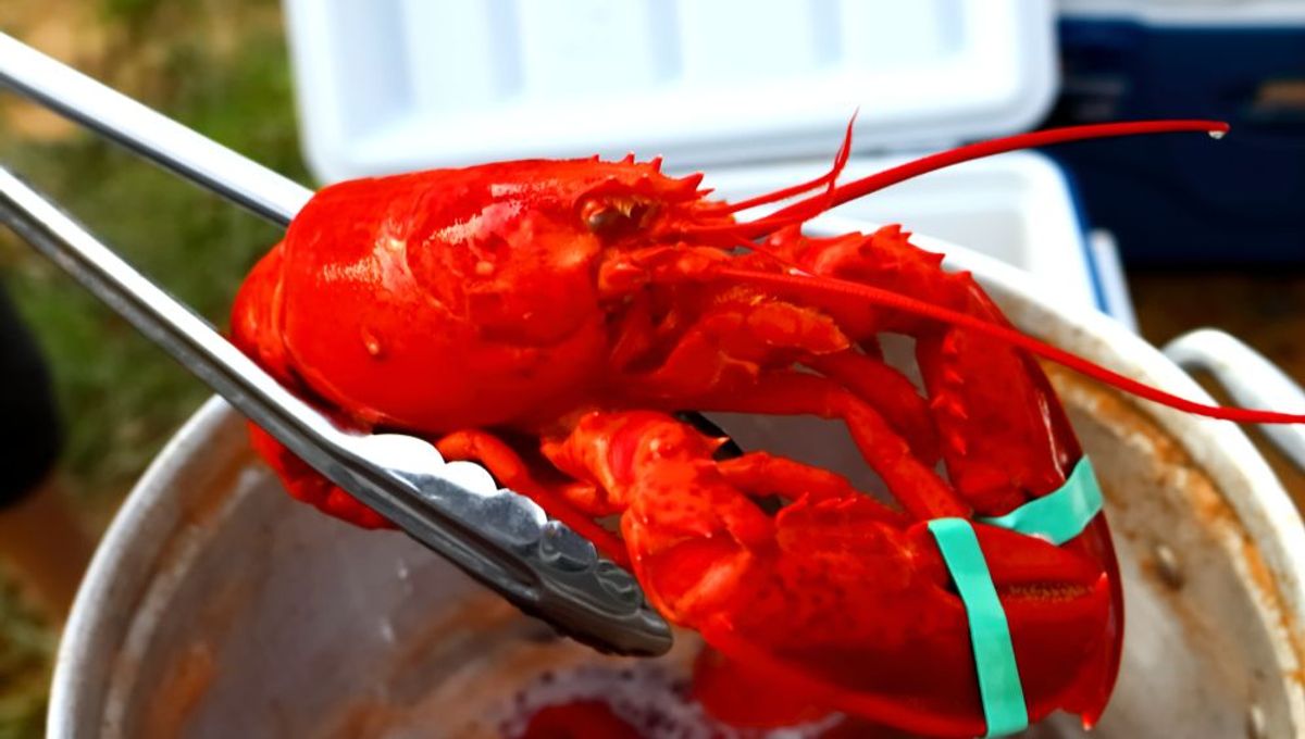 UK May Ban Boiling Lobsters Alive Under “Sentient Being” Law, So Can They Really Feel Pain