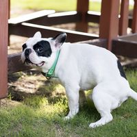 poopin dog