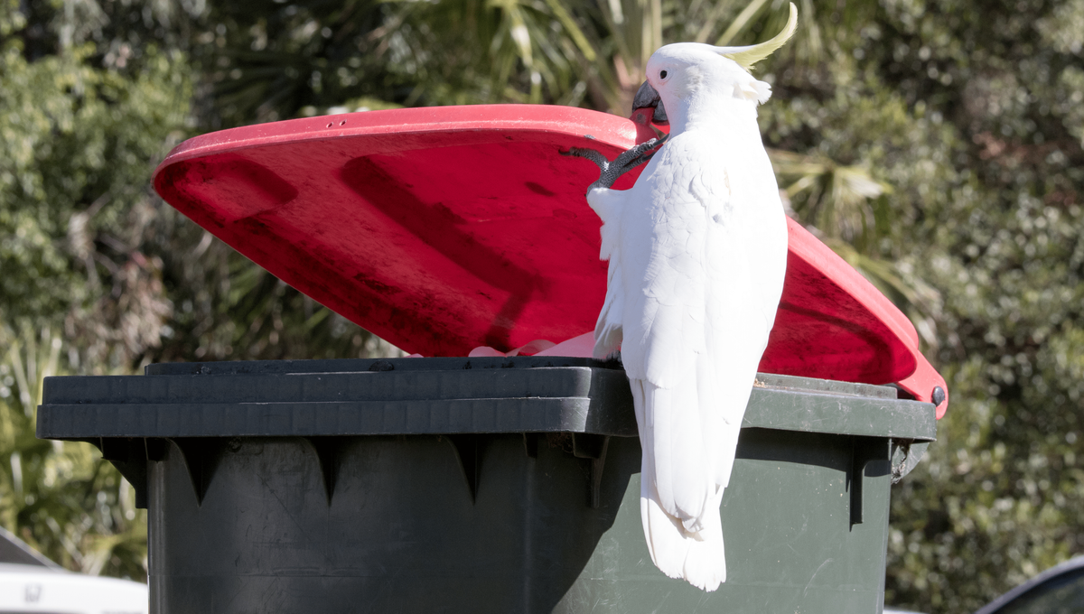 Sydney's Trash Diving Cockatoos Are Showing Off An Impressive