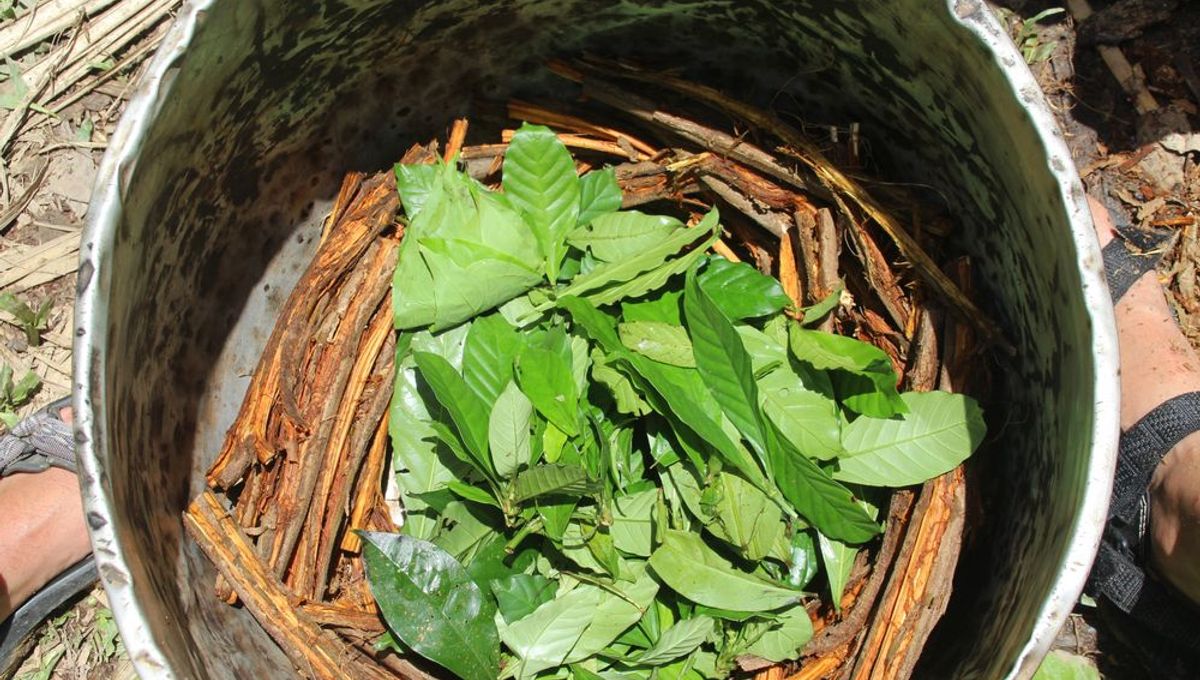 Drinking Psychedelic Brew Ayahuasca May Help Drug And Alcohol Addicts ...