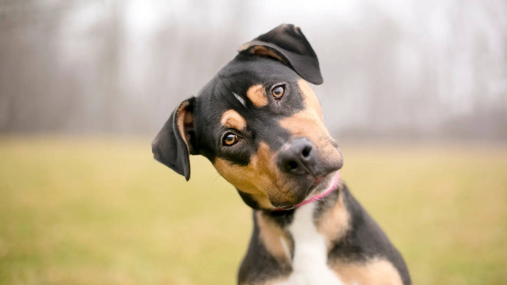 Dogs Know When You Are Lying To Them, Proving Shrewder Than You Think |  IFLScience